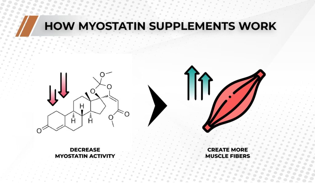 How best myostatin supplements work