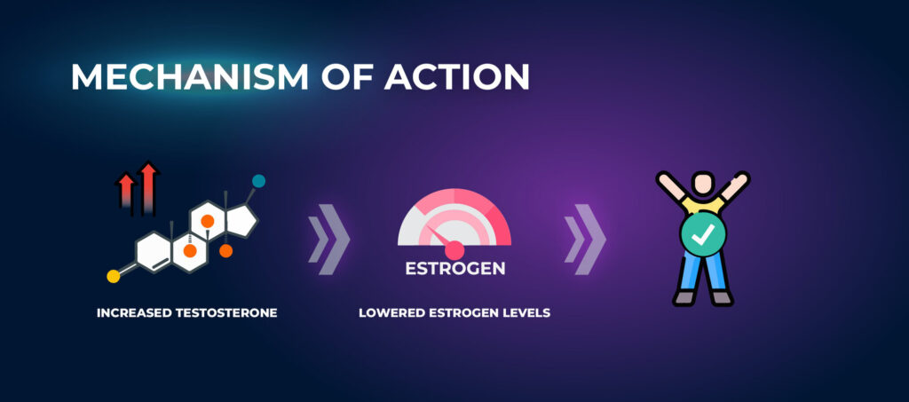 Mechanism of Action - Anastrozole for Men