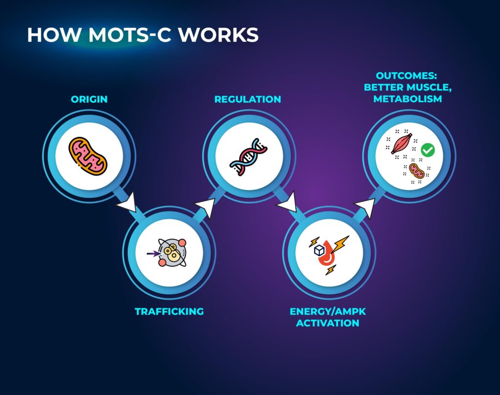 How MOTS-c Works